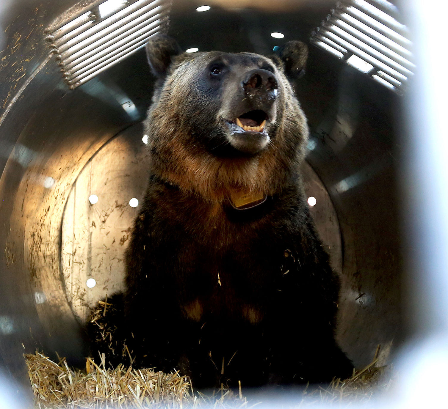 Grizzly in trap